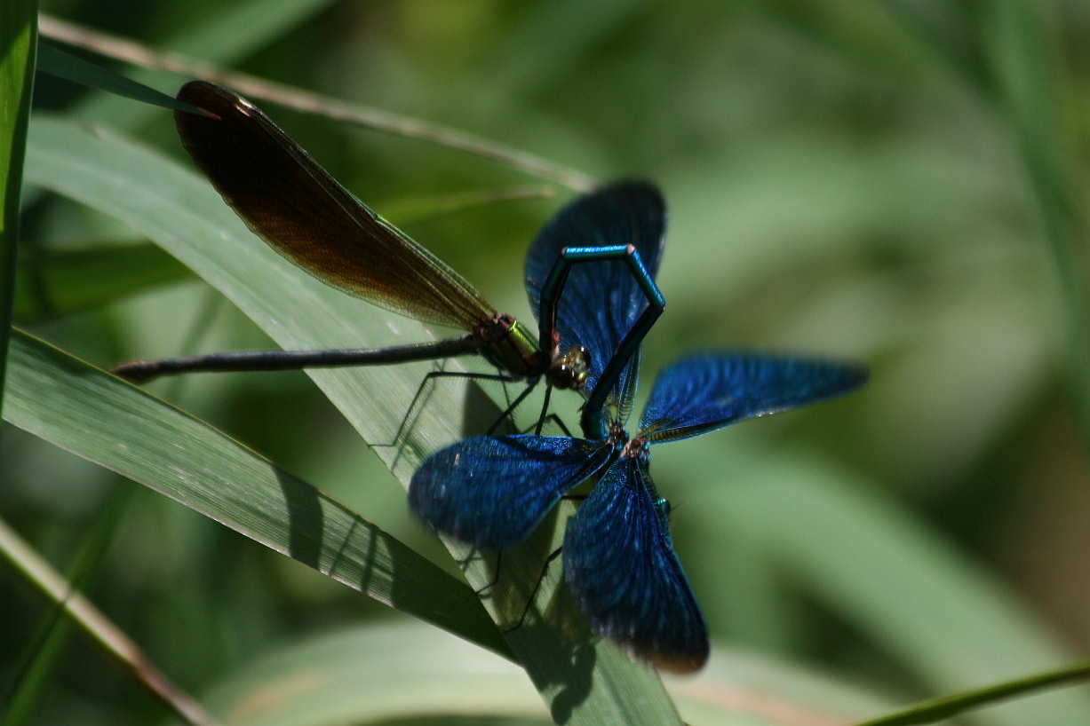 Accoppiamento Calopterix virgo - sequenza